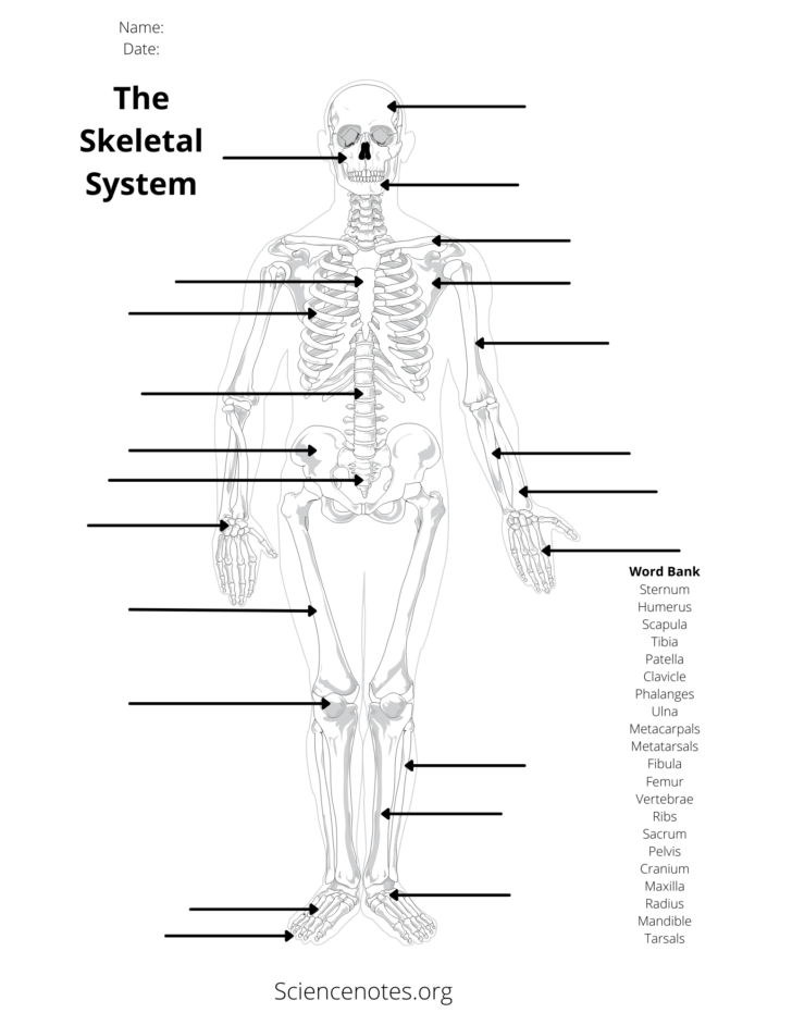 College Printable Anatomy Labeling Worksheets - Printable Worksheets