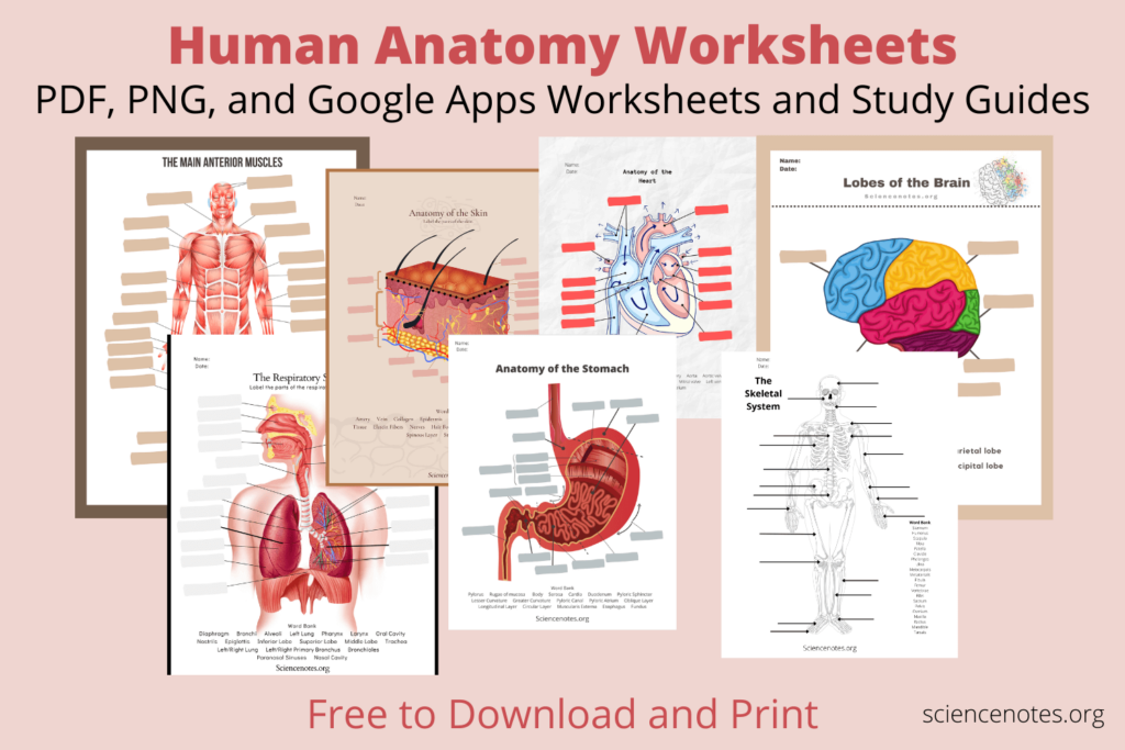 Free Anatomy Worksheets Printable