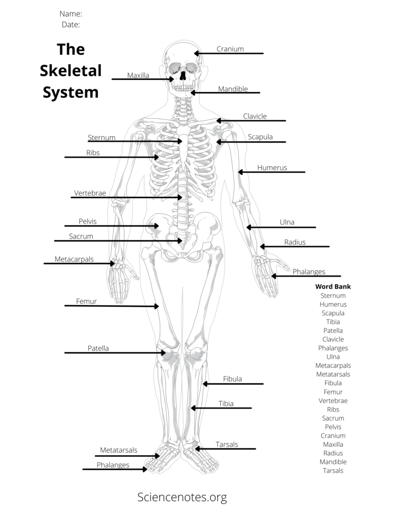 Anatomy Practice Worksheets Printable Worksheets