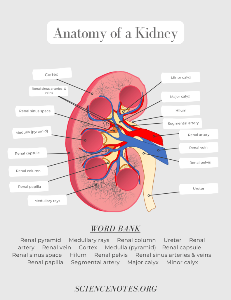 Anatomy And Physiology Labeling Worksheets Pdf