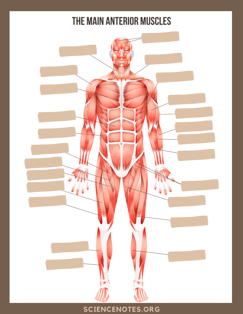 Anatomy Muscle Worksheets Printable