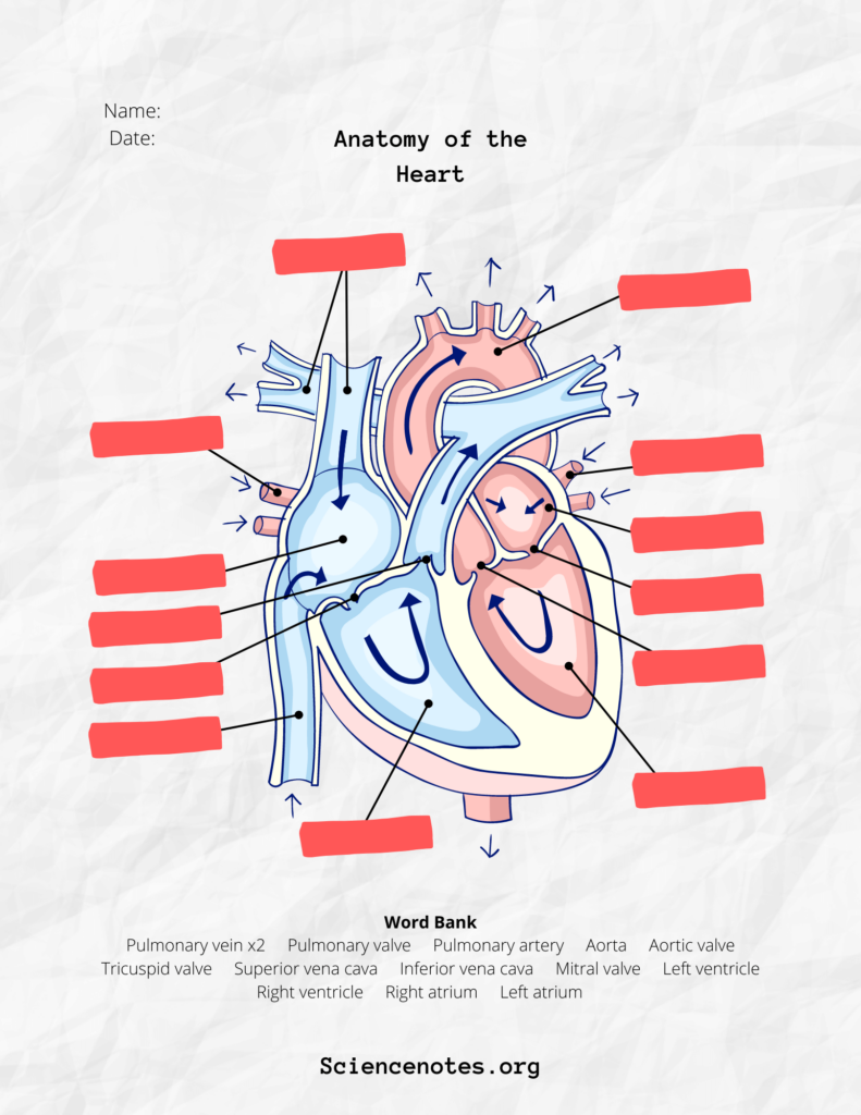 Free Anatomy And Physiology Worksheets