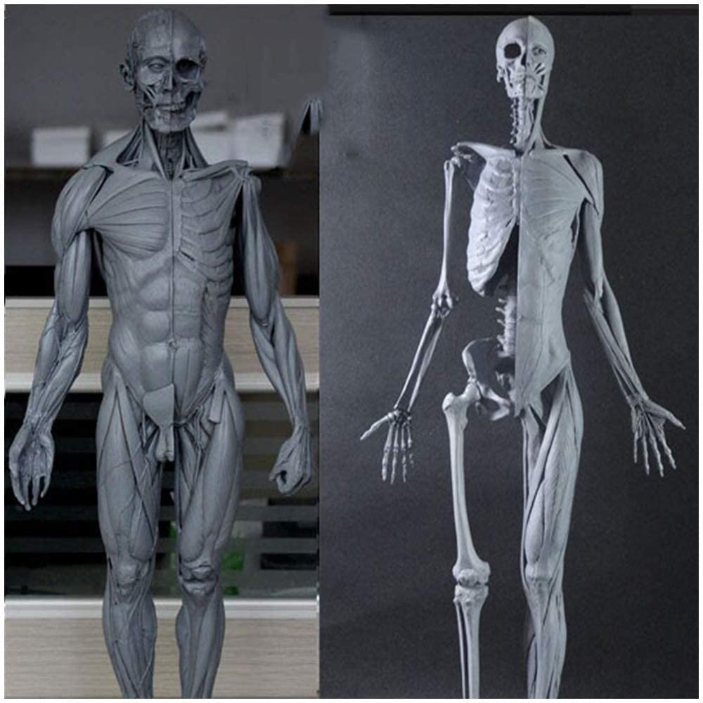 Human Body Anatomy Figure 60 Cm Male Anatomy Figure Human Muscle Skeleton Anatomical Model For Medical Artist Drawing Study A Amazon de Stationery Office Supplies
