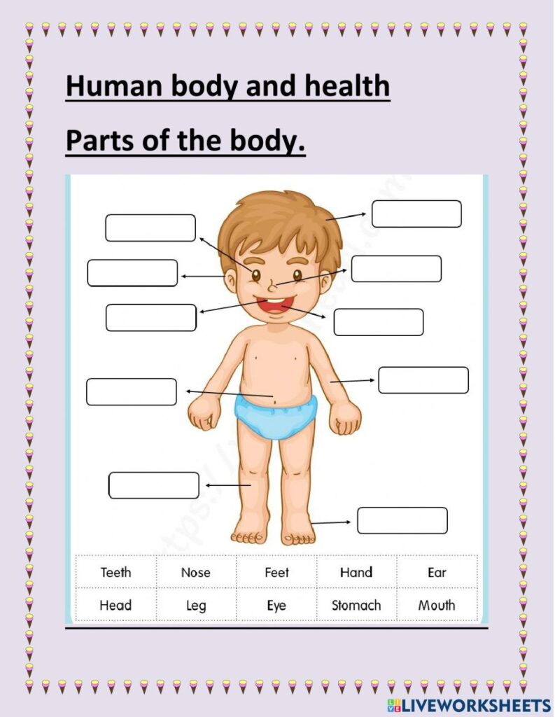 Human Body And Health Worksheet