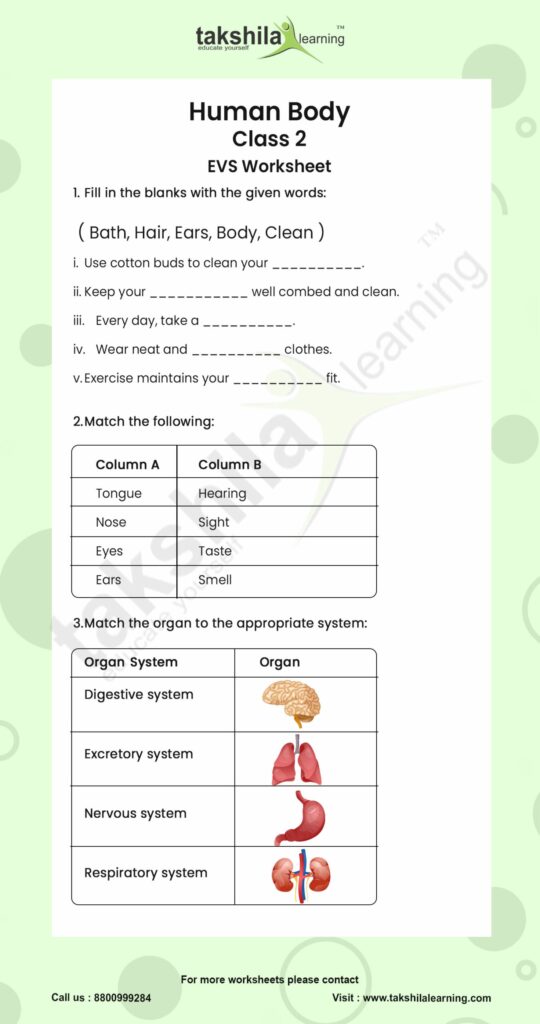 The Human Body Worksheets Answers