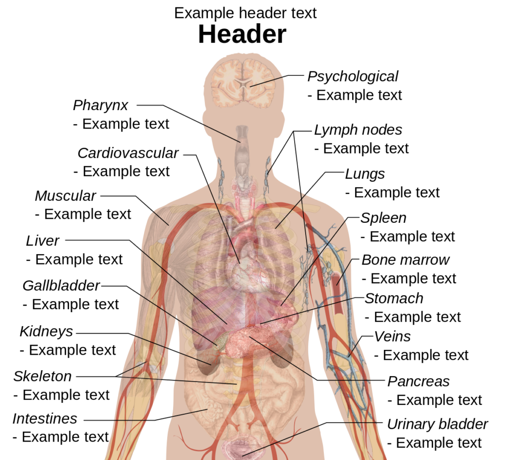 Human Body Diagrams Wikimedia Commons