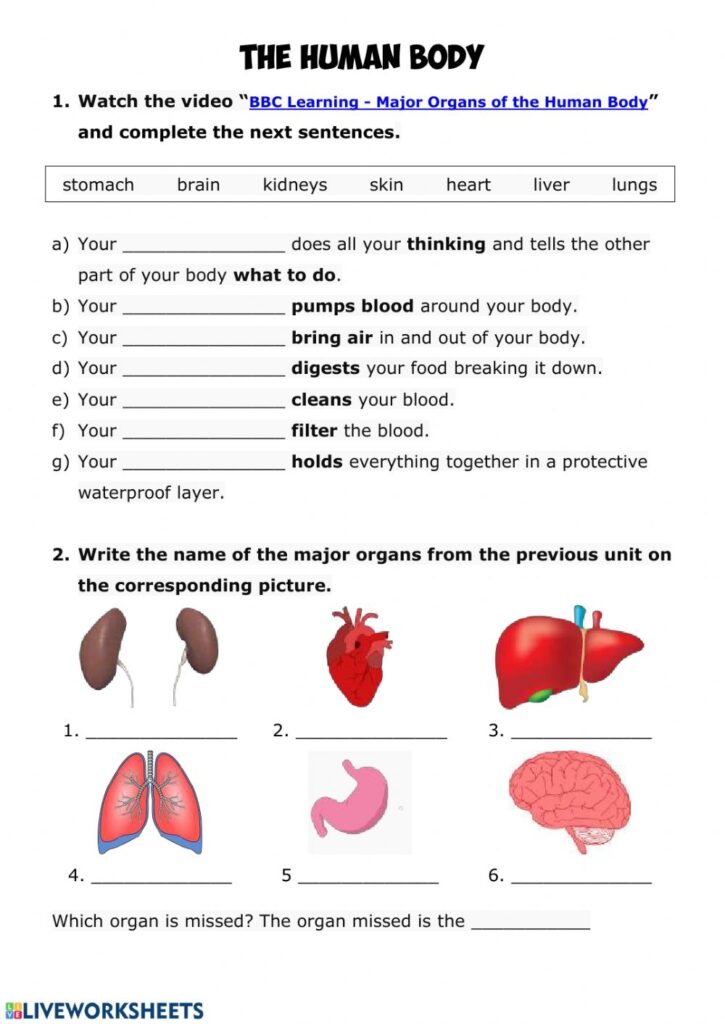 Human Body Interactive Worksheet