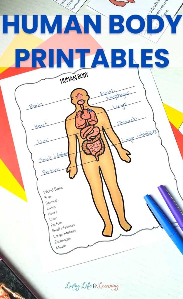Human Anatomy Worksheets Printable