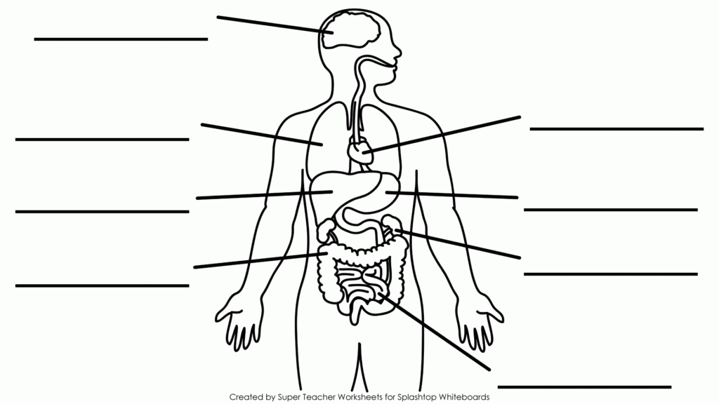 Human Body Diagram Printable