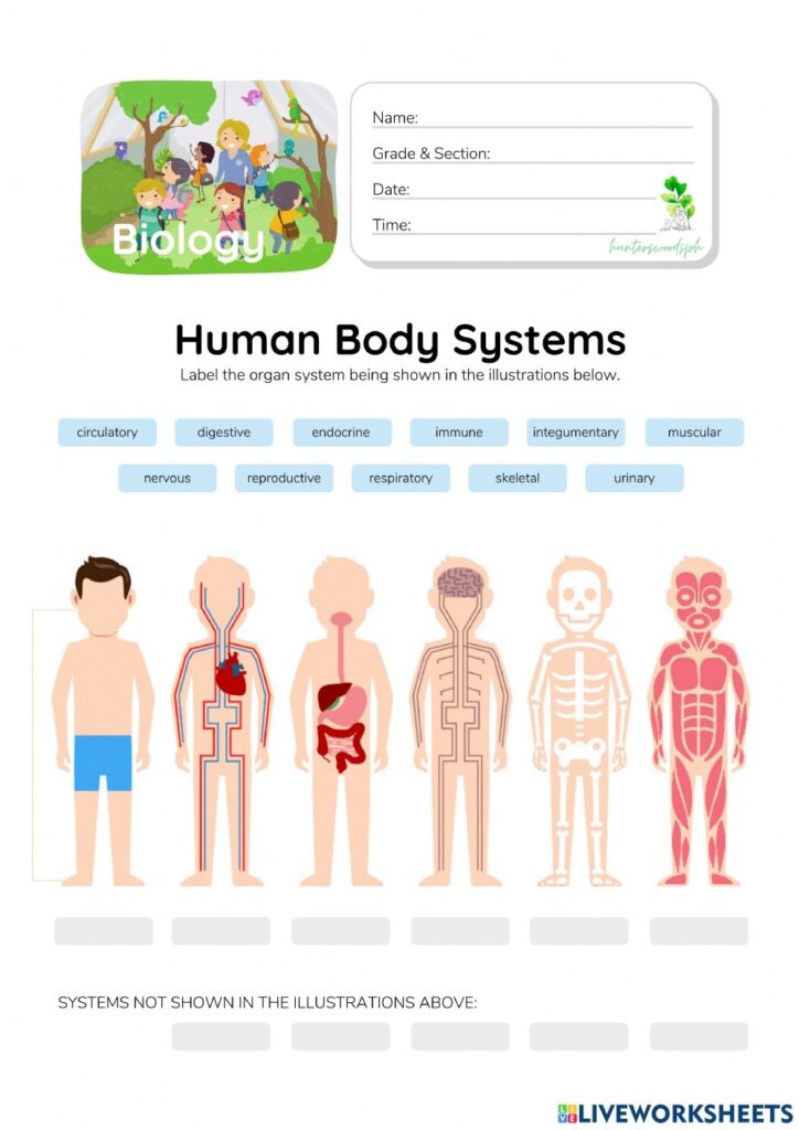 Human Body System Worksheets Free