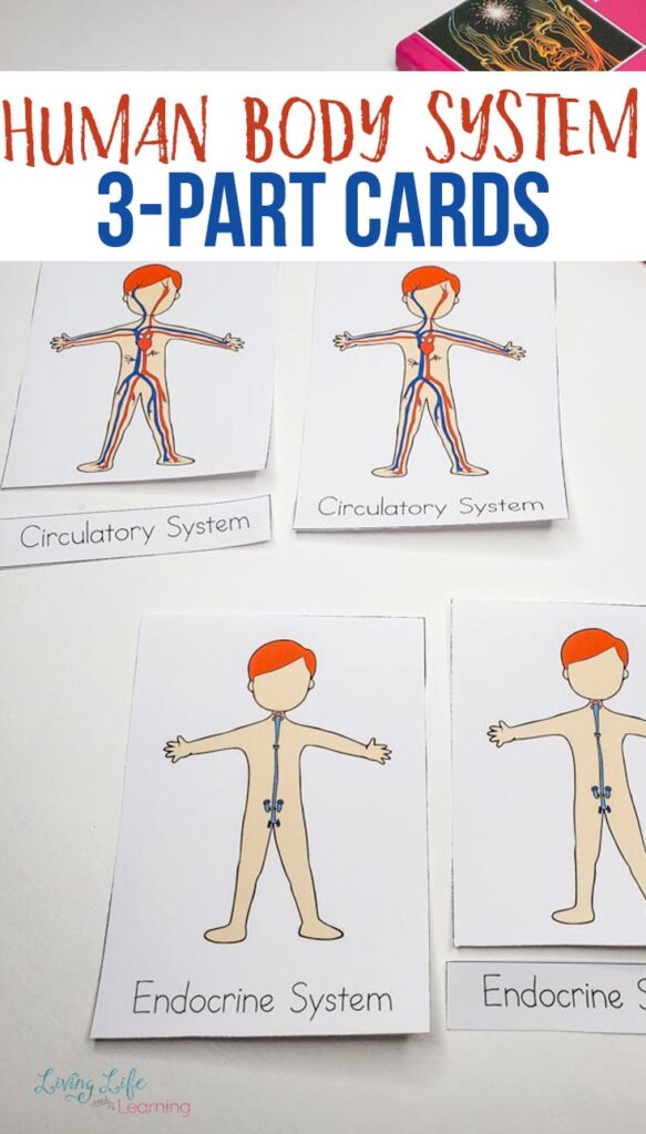 Human Body Systems Worksheets For Kids