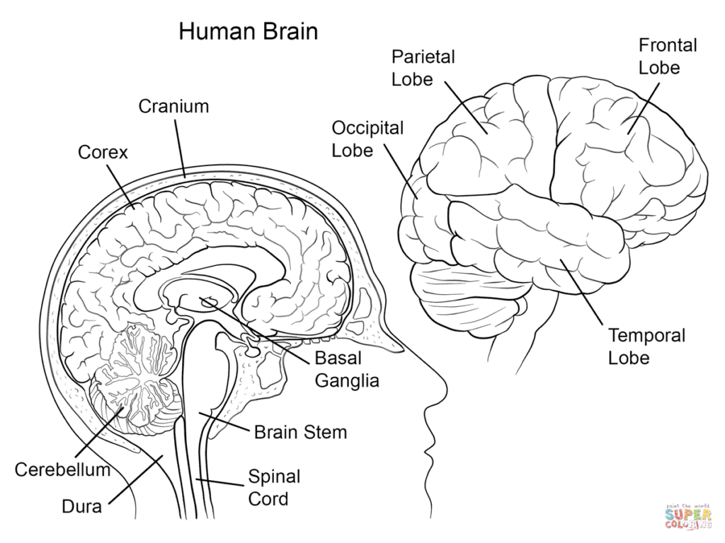 Human Brain Anatomy Diagram Worksheets