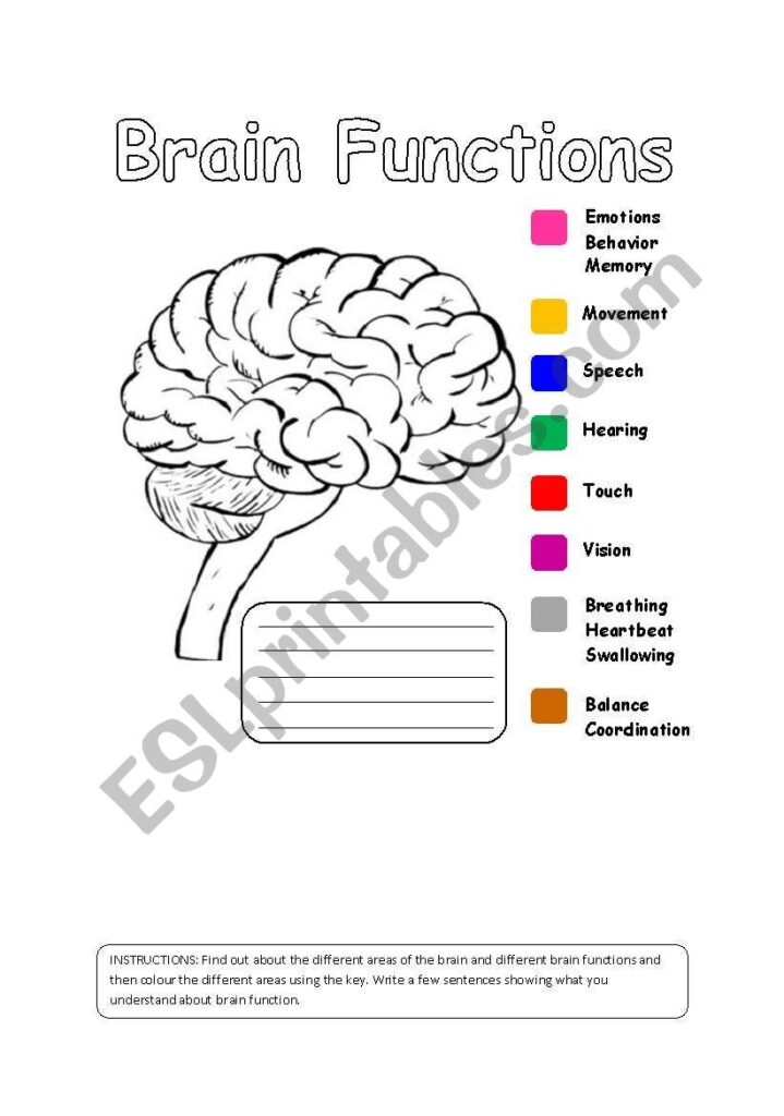 Human Brain Functions ESL Worksheet By Iman Bendjedidi