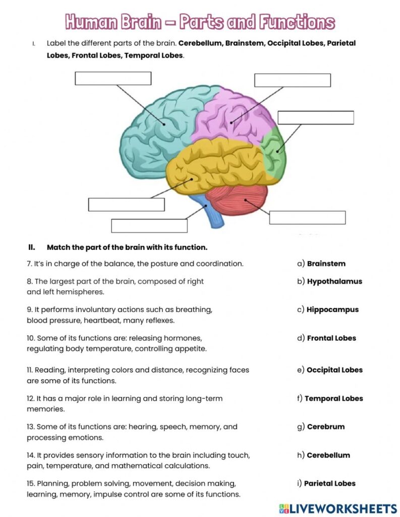 Human Brain Parts And Functions Worksheet