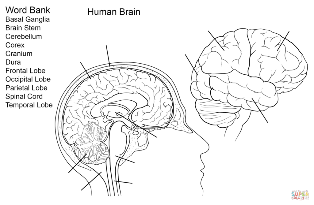 Brain Anatomy Diagram Worksheets
