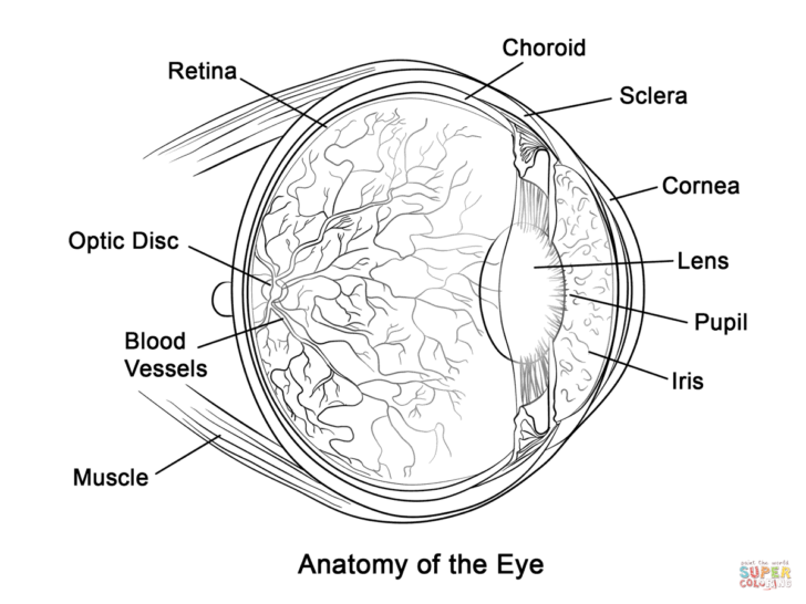Printable Eye Diagram For Kids - Printable Worksheets
