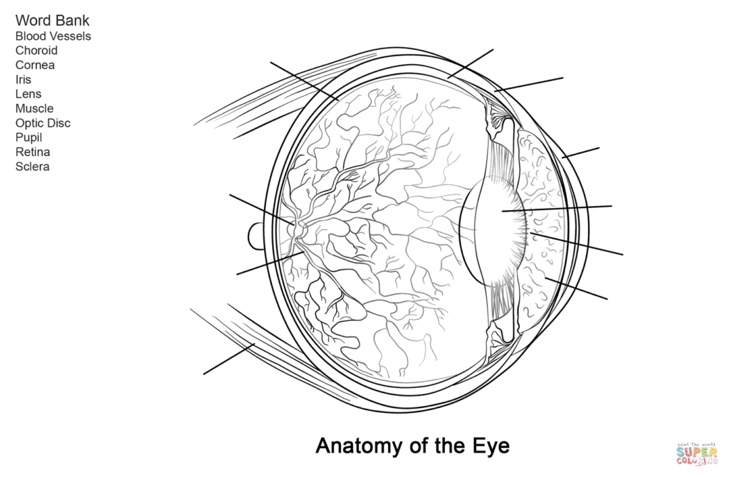 Human Eye Anatomy Diagram Worksheets