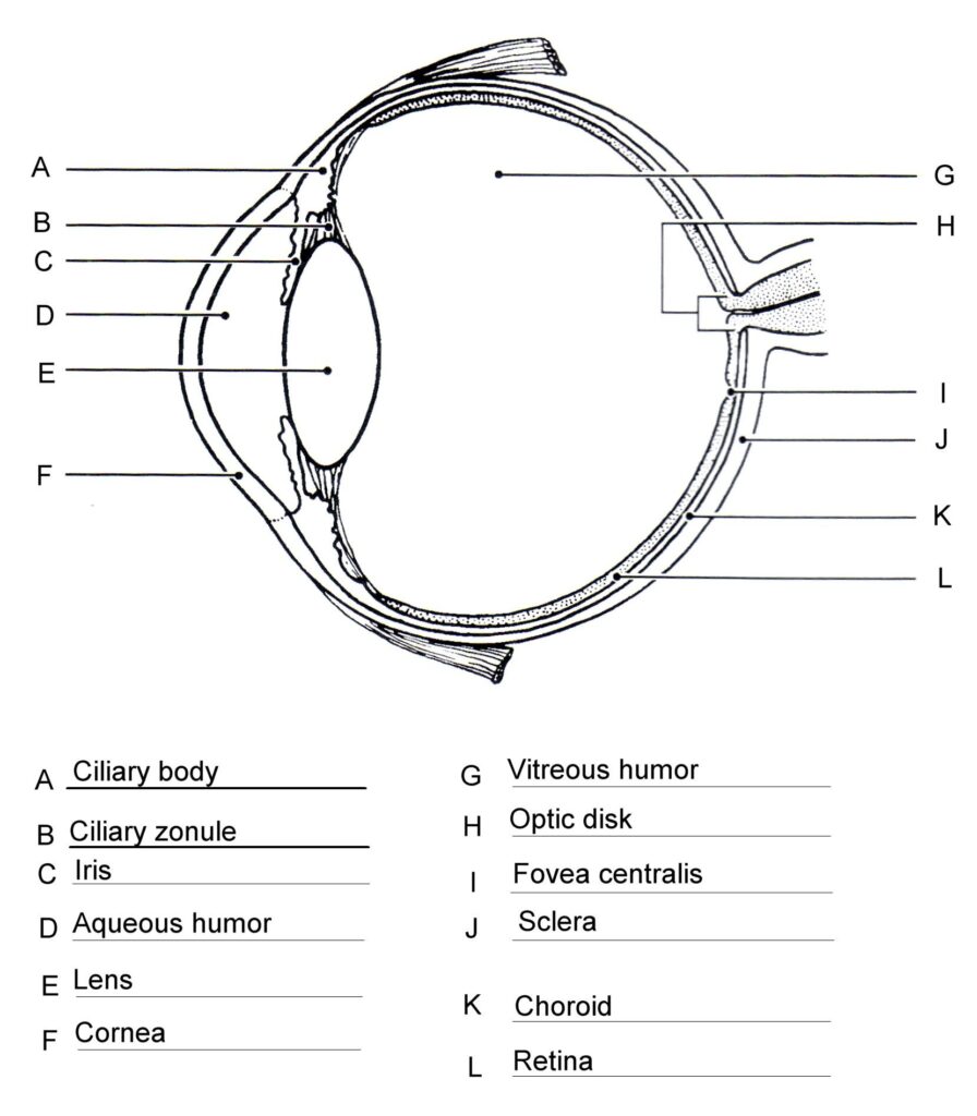 Human Eye Worksheets For Kids
