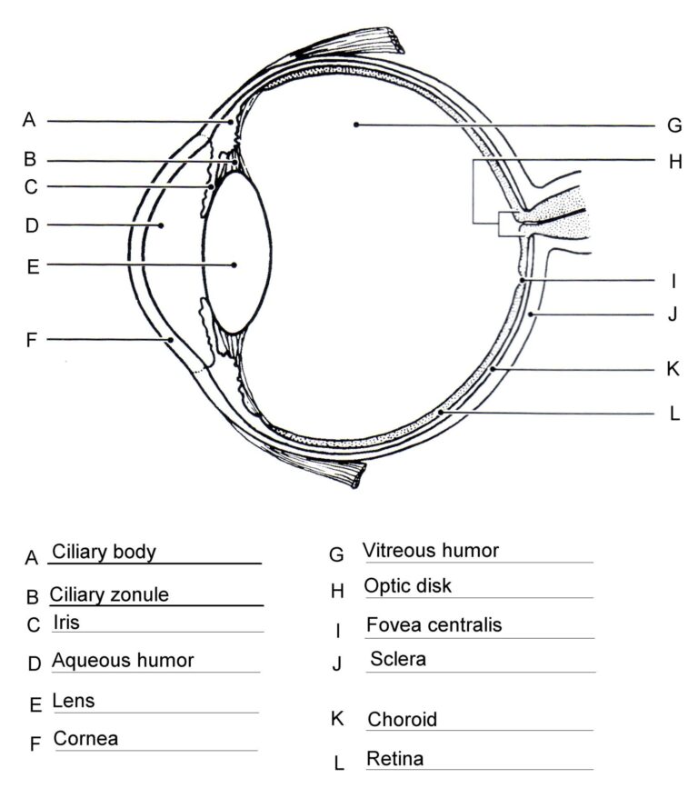 Human Eye Anatomy Worksheets - Printable Worksheets