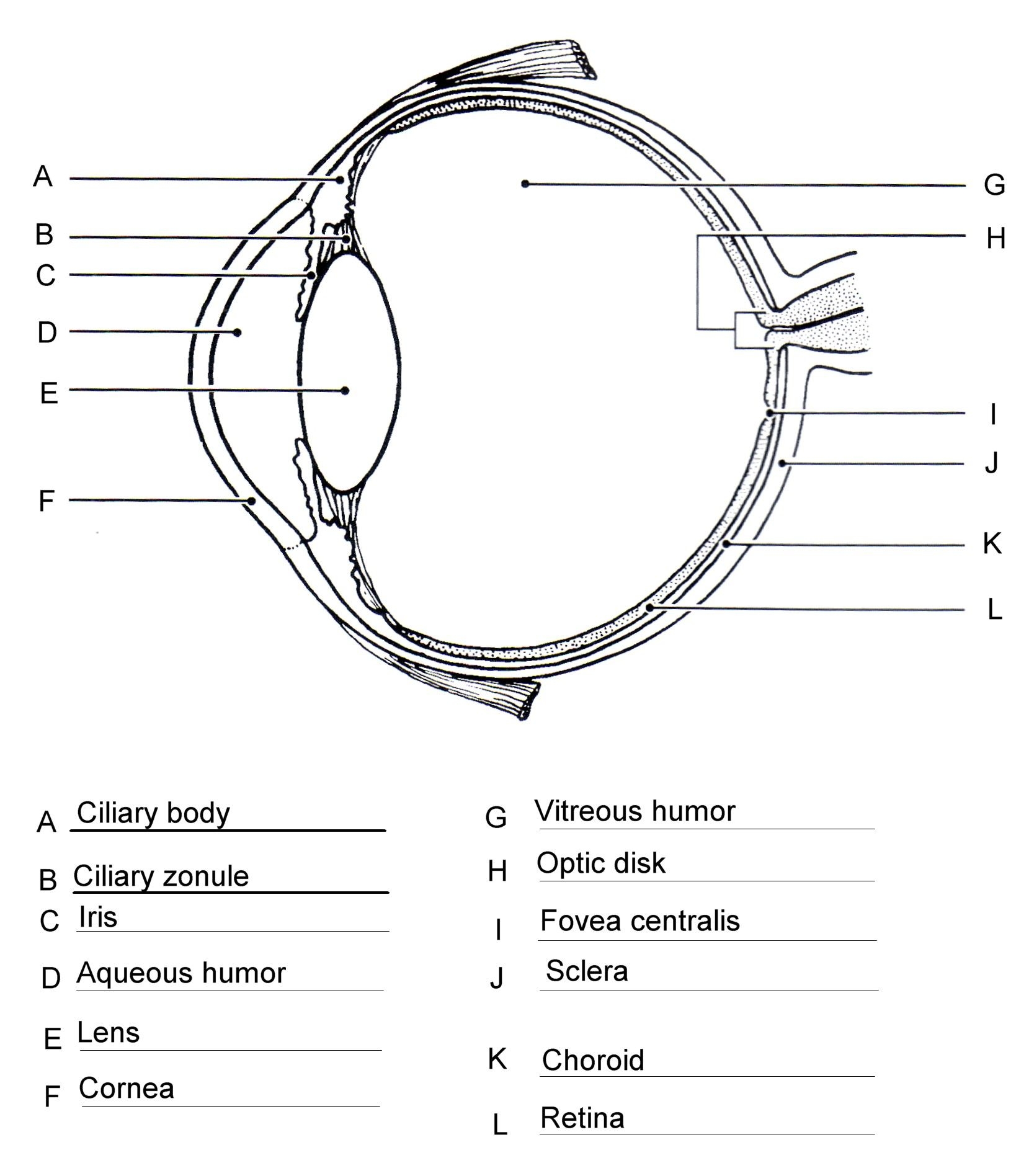 Human Eye Diagram Eye Anatomy Diagram Eye Anatomy