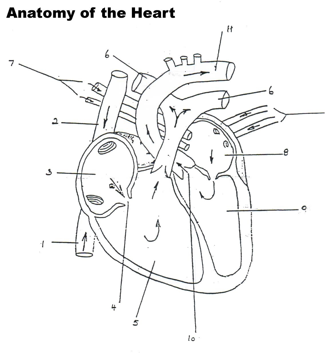 Human Heart Worksheet Blank Human Heart Anatomy Heart Diagram Anatomy And Physiology