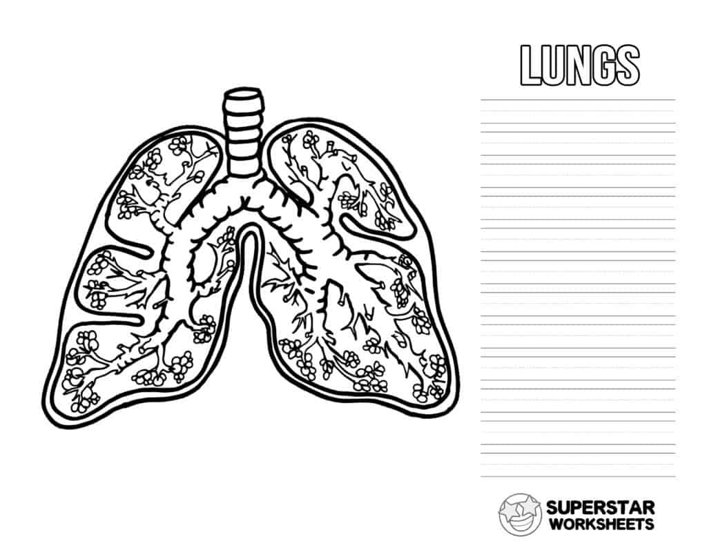 Human Lungs Worksheets Superstar Worksheets