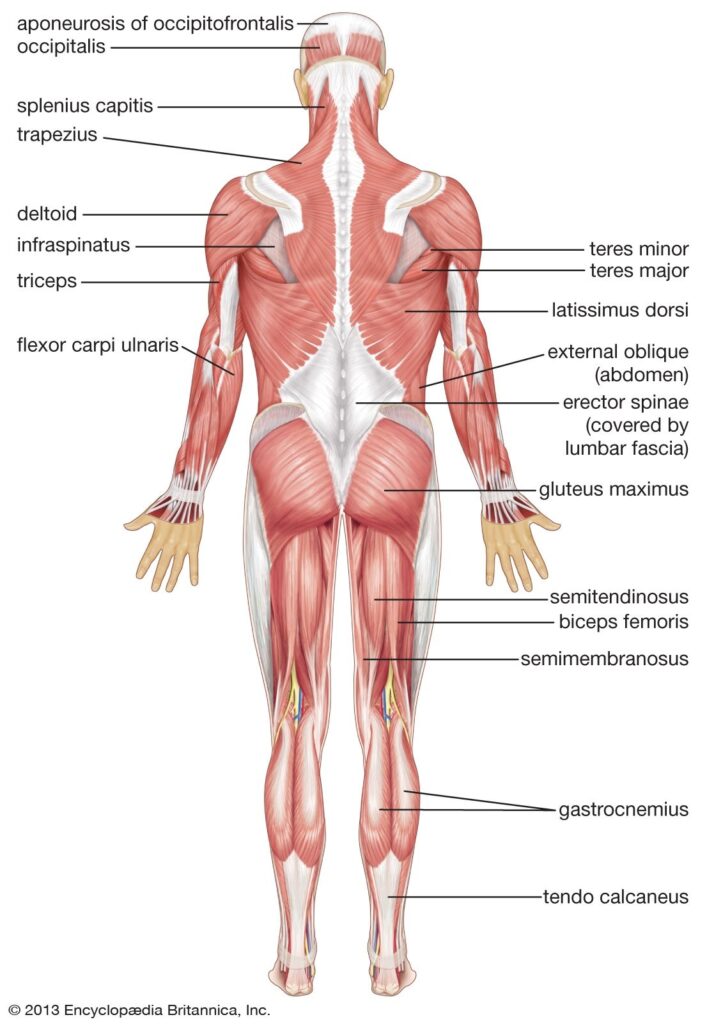 Human Anatomy Muscle Chart