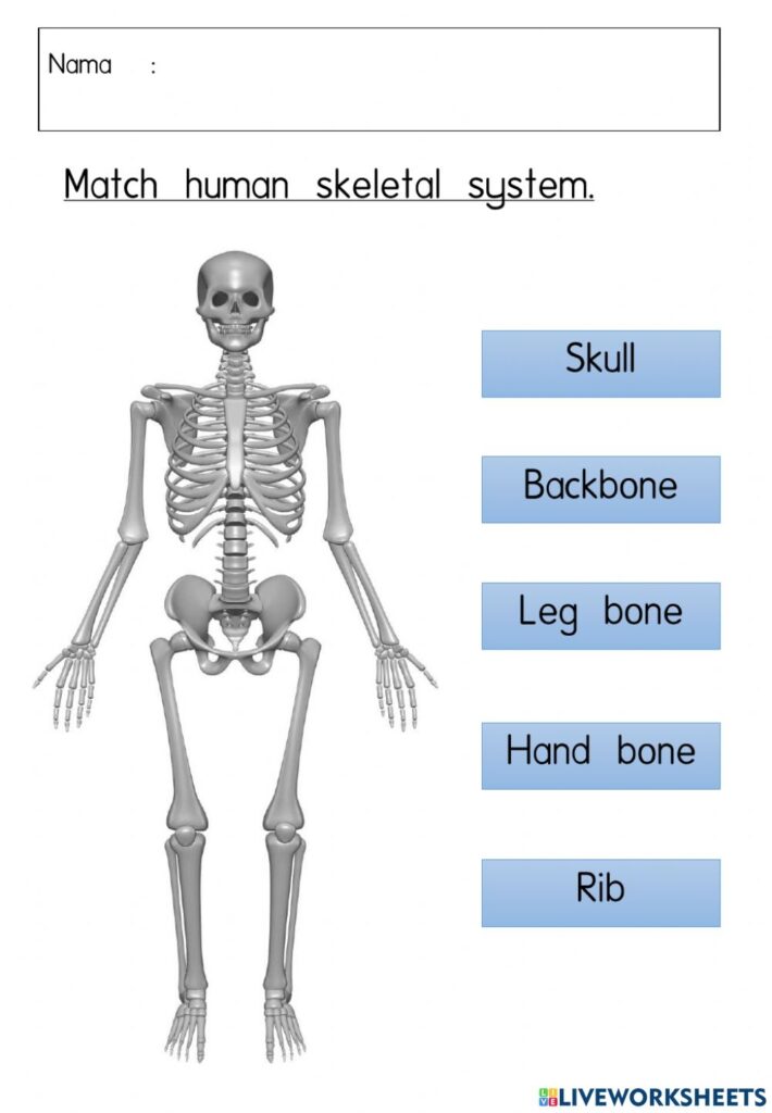 Human Skeletal System Year 5 Worksheet