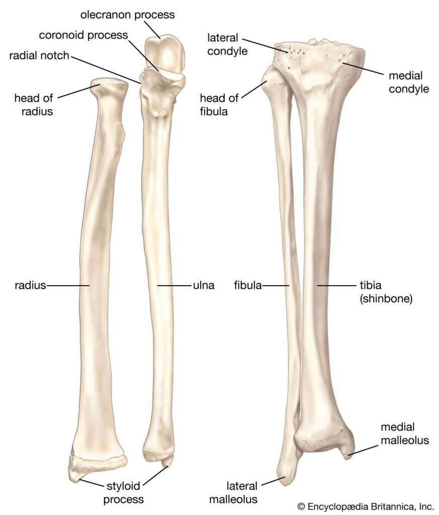 Human Skeleton Long Bones Of Arms And Legs Britannica