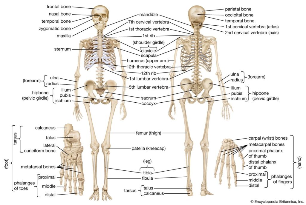 Human Anatomy Bone Chart