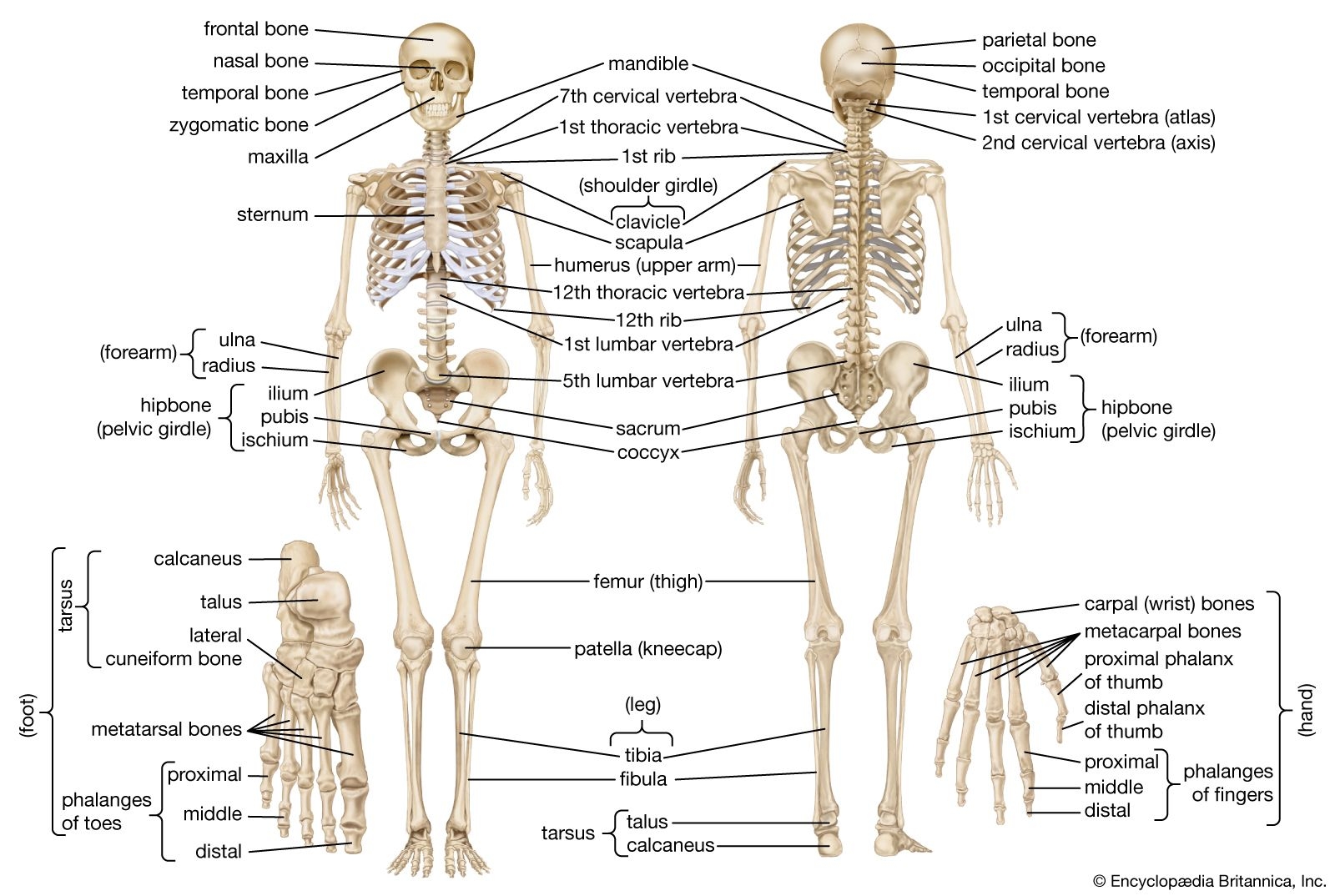 Human Skeleton Parts Functions Diagram Facts Britannica