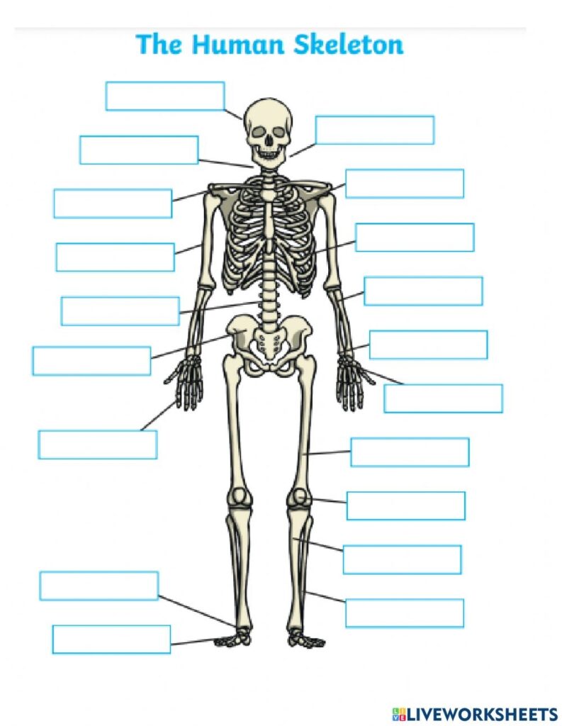 Anatomy Worksheets Bones