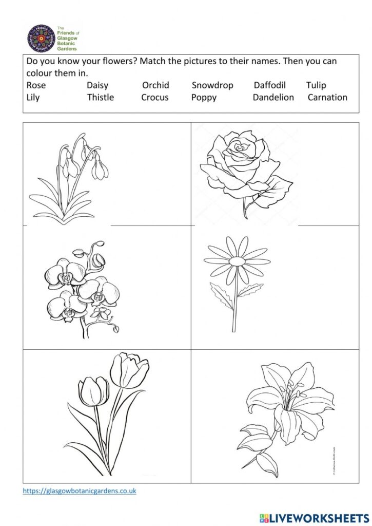 Identify The Flowers Worksheet