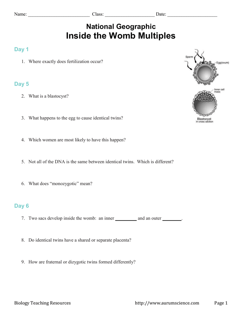 in-the-womb-multiples-worksheets-answers-printable-worksheets
