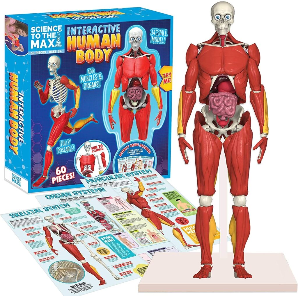 Interactive Human Anatomy Model