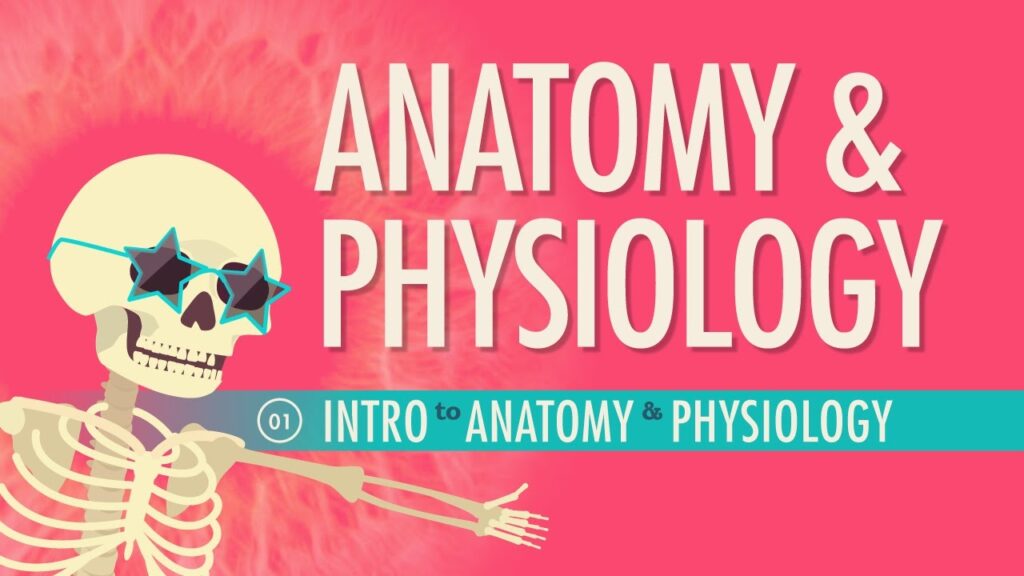 Introduction To Anatomy Physiology Crash Course Anatomy Physiology 1 YouTube