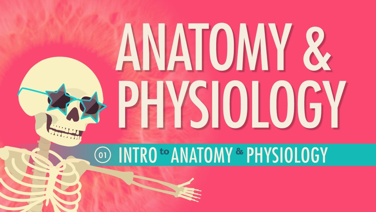 Crash Course Anatomy And Physiology Worksheets Pdf Printable Worksheets