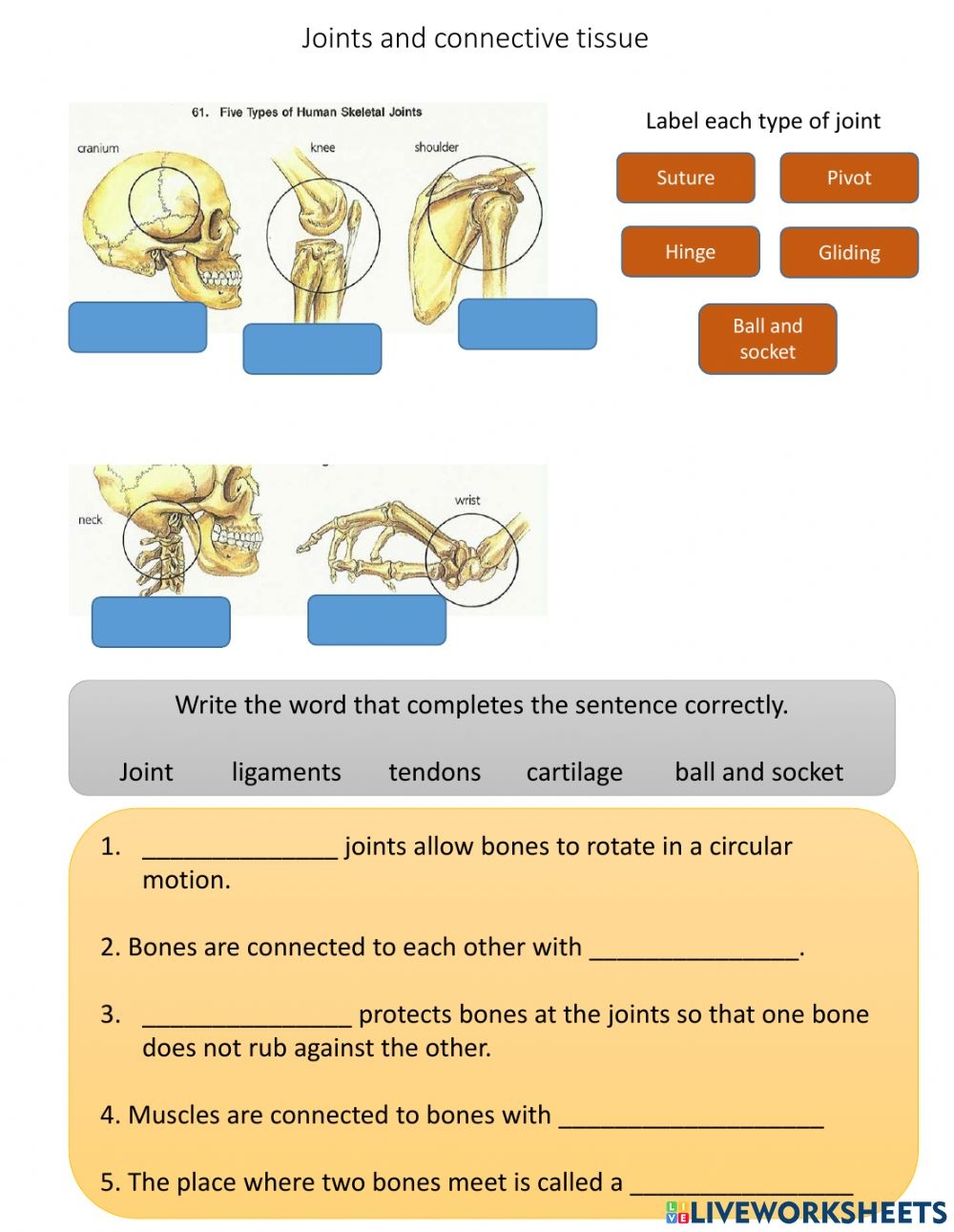 Joints And Connective Tissue Worksheet