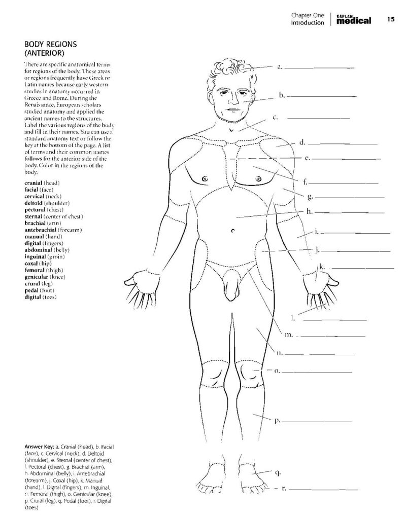 Anatomy And Physiology Coloring Workbook Answers Pdf Chapter 1
