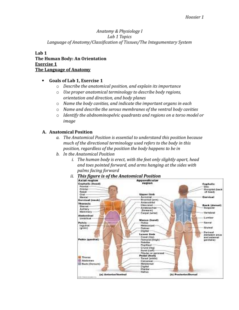 Lab 1 Exercises 1 2 3 Anatomy amp Physiology I Lab 1 Topics Language Of Anatomy Classification Studocu