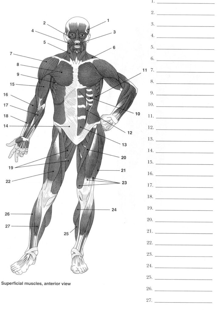 Label Muscles Worksheet Human Muscle Anatomy Human Body Worksheets Muscle Anatomy