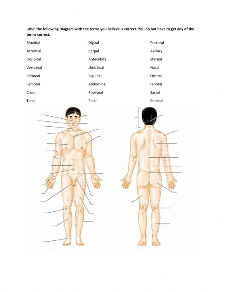 Label Parts Of The Body Worksheet