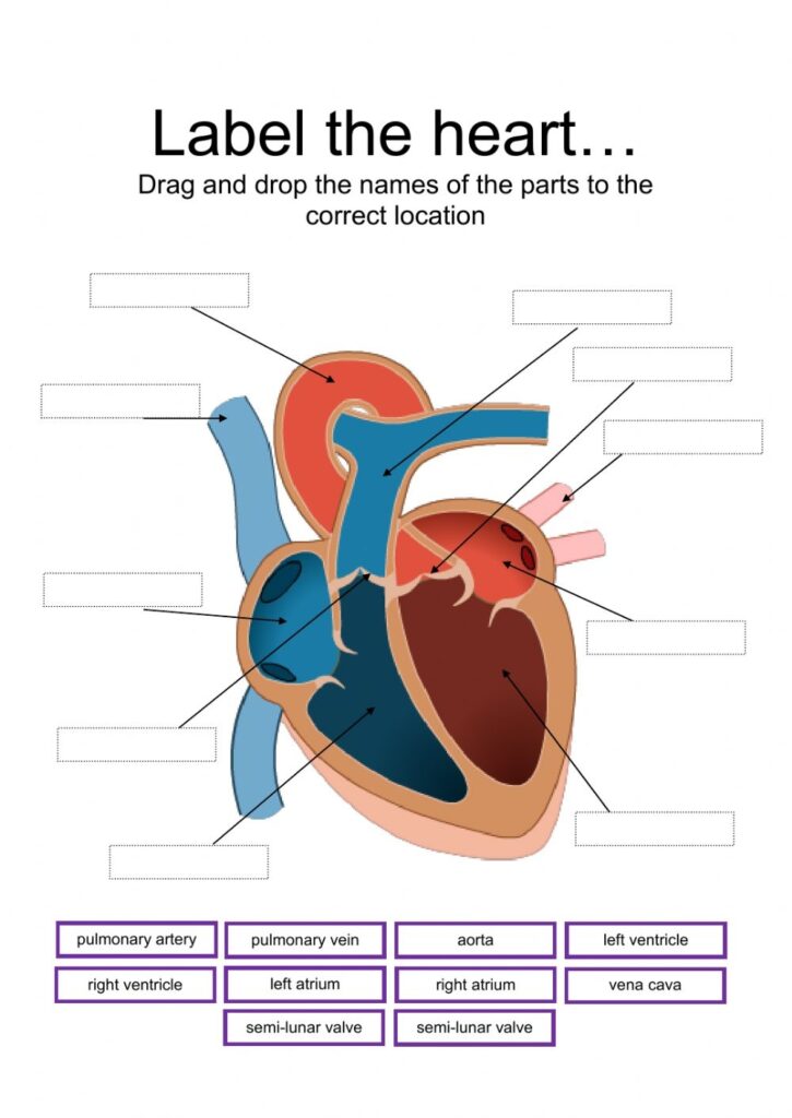 Label Parts Of The Heart Worksheet
