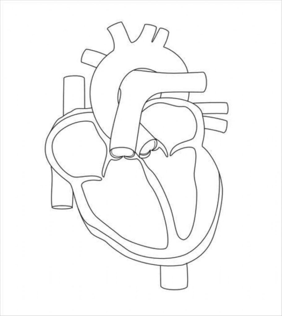 Printable Worksheets Of The Heart