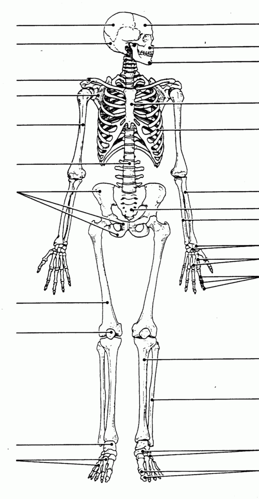 Labeled Human Skull Diagram Printable Human Body Worksheets Human Skeletal System Human Skeleton Anatomy