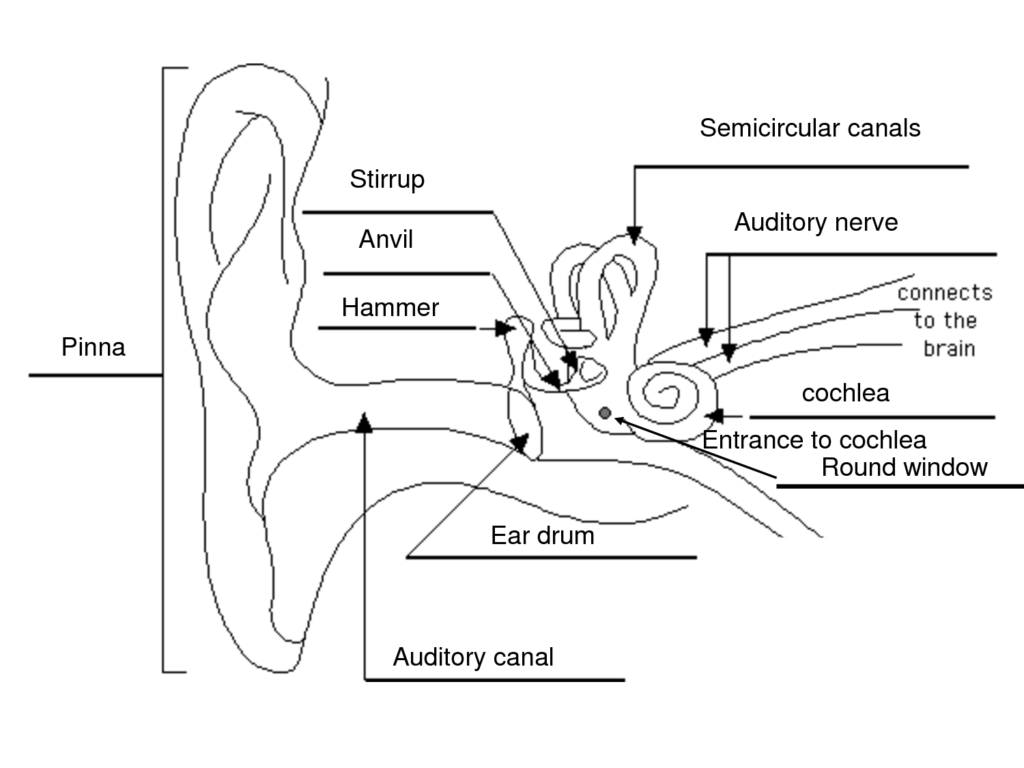 Anatomy Of Ear Worksheets