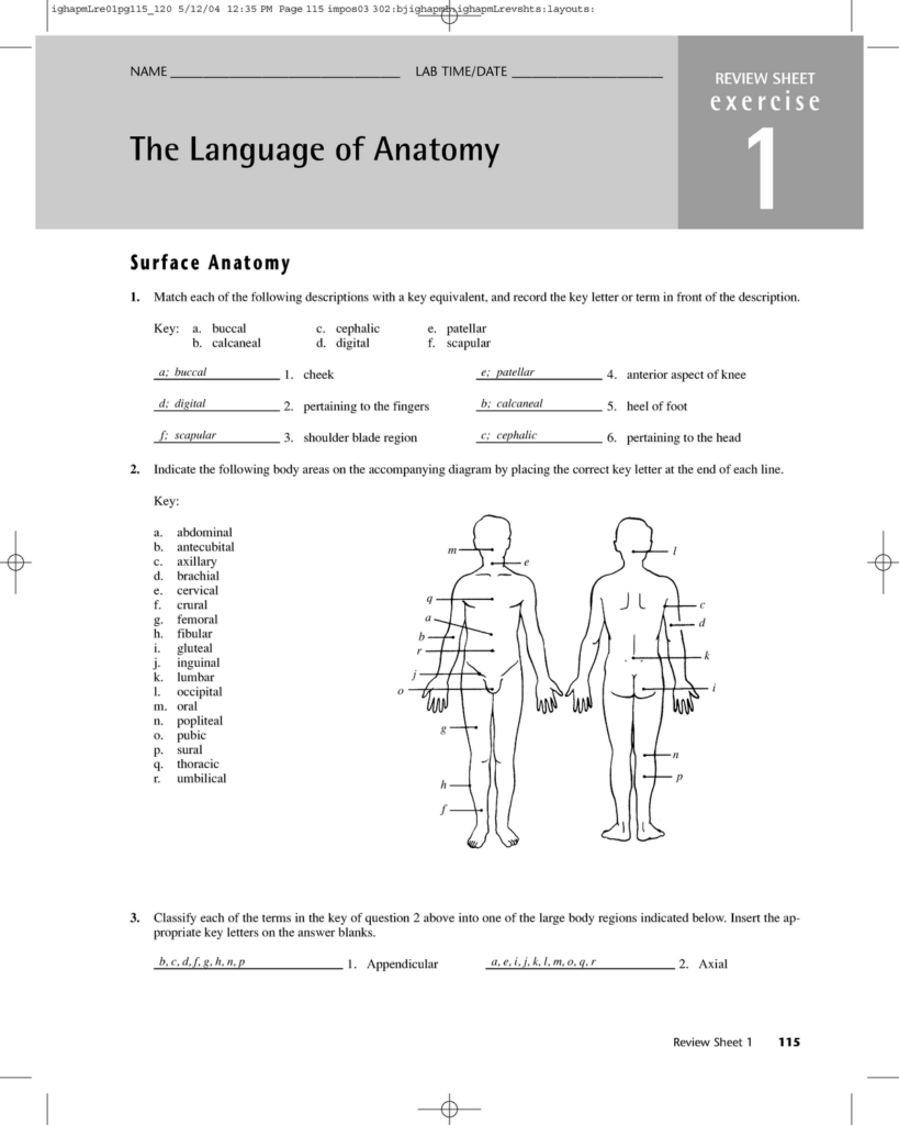 The Language Of Anatomy Worksheets Answers