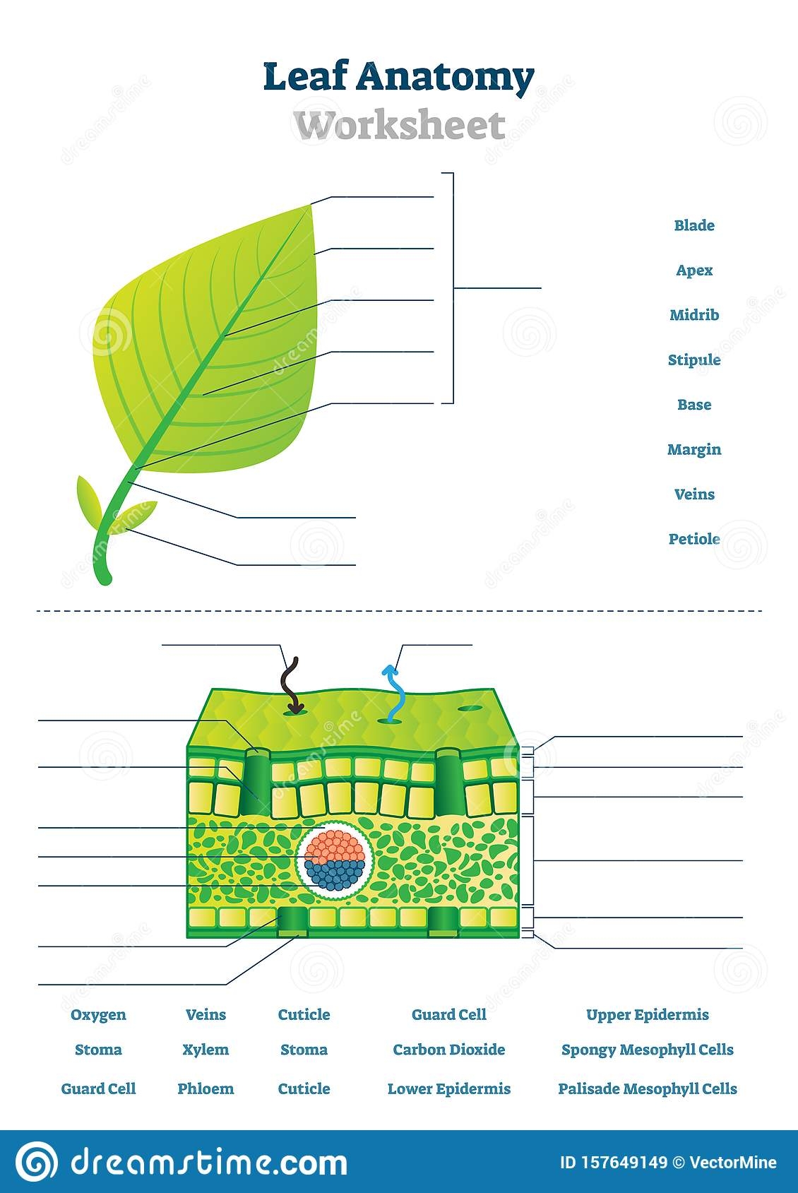 Leaf Anatomy Worksheets Printable Worksheets