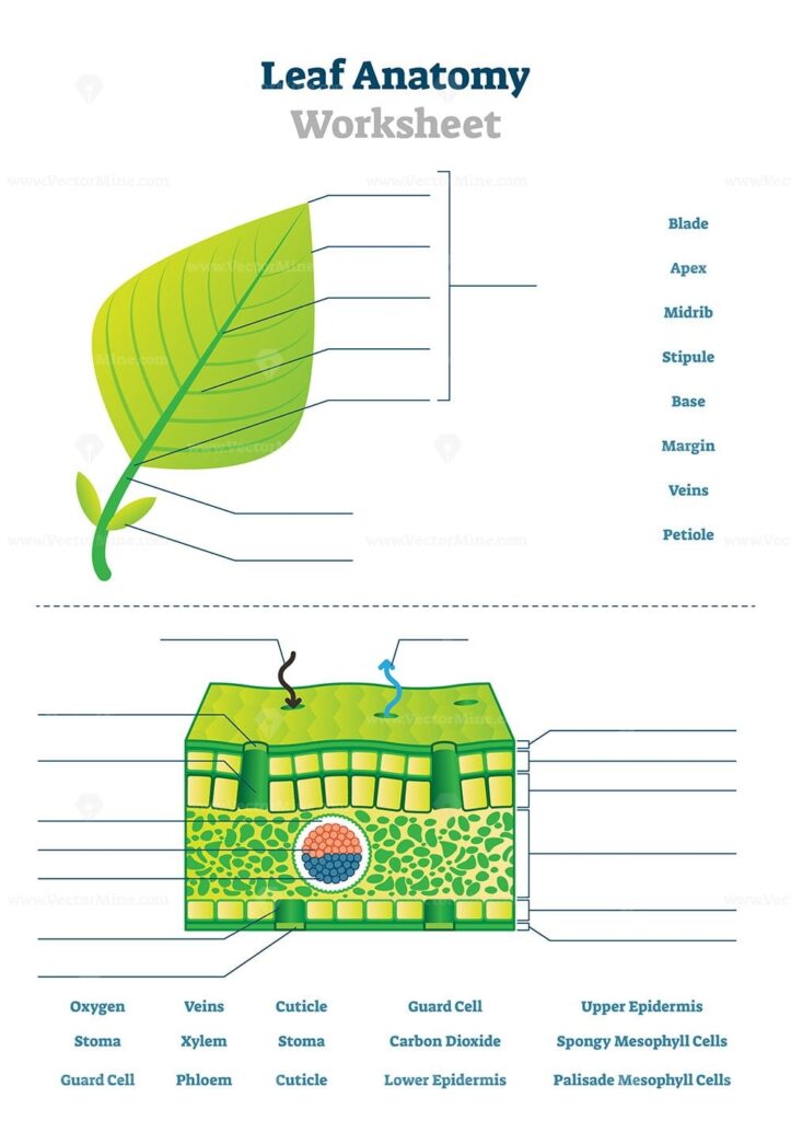 Leaf Anatomy Worksheet Vector Illustration VectorMine