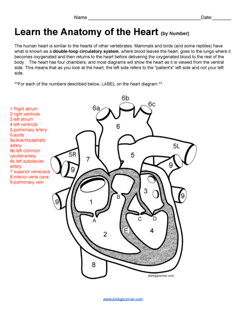 Heart Anatomy Worksheets Answers